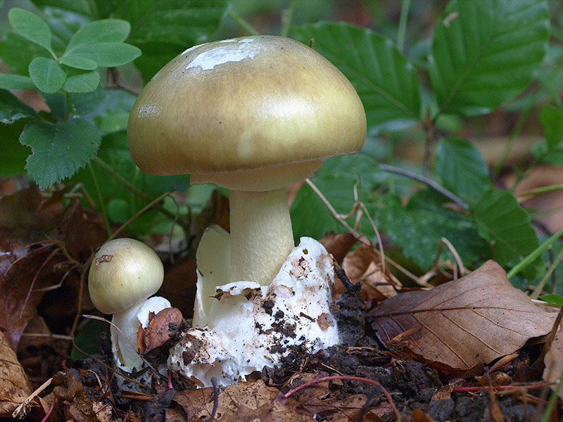 Posible confusión con la especie mortal Amanita phalloides. Existe diferencia en cuanto al color, mas verdoso en esta especie, pero la diferencia más notable es la volva envolvente que contrasta con la volva circuncisa de la citrina.