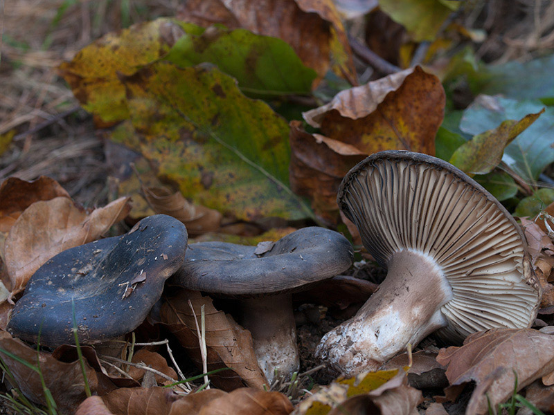 Posible confusión con la especie no comestible Russula adusta. Primero vira al rojo y posteriormente ennegrece la carne de esta especie que a su vez se parte como la tiza, su pie no adopta nunca esos tonos grisáceos.