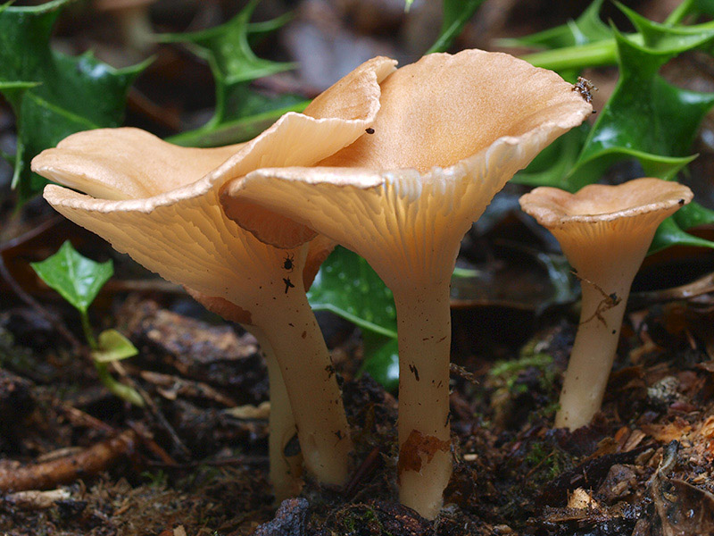 Posible confusión con la especie comestible Infundibulicybe gibba. No alcanza en modo alguna las dimensiones de la geotropa, además su pie no tiene la dureza de esta, sin embargo son dos especies muy similares morfológicamente.