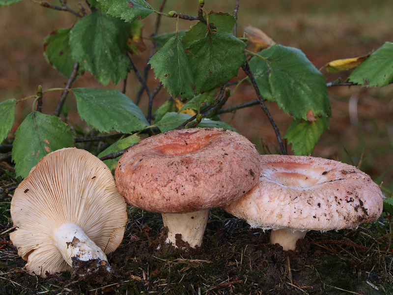 Posible confusión con la especie tóxica Lactarius torminosus. Exuda un látex de color blanco que nada tiene que ver con el látex naranja del deliciosus, el sombrero es lanoso de joven y fructifica bajo abedules.