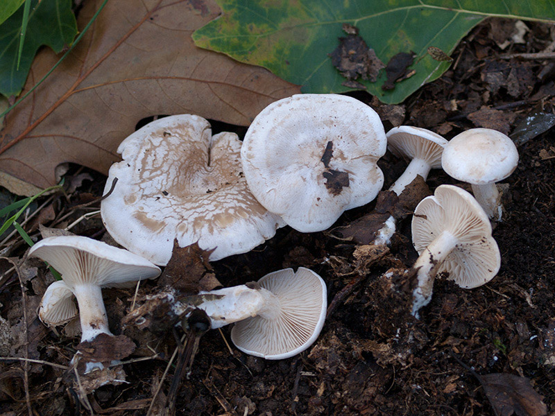 Posible confusión con la especie tóxica Clitocybe phyllophila. Aunque también suele tener máculas el sombrero es blanco, sus láminas están más adheridas a la carne del sombrero y no se separan con tanta facilidad.
