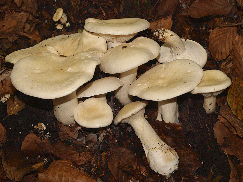 Posible confusión con la especie sin valor Leucopaxillus paradoxus. Las láminas son claramente decurrentes en lugar de adnatas, tiene cierta tendencia a amarillear y su sabor es tardíamente amargo.