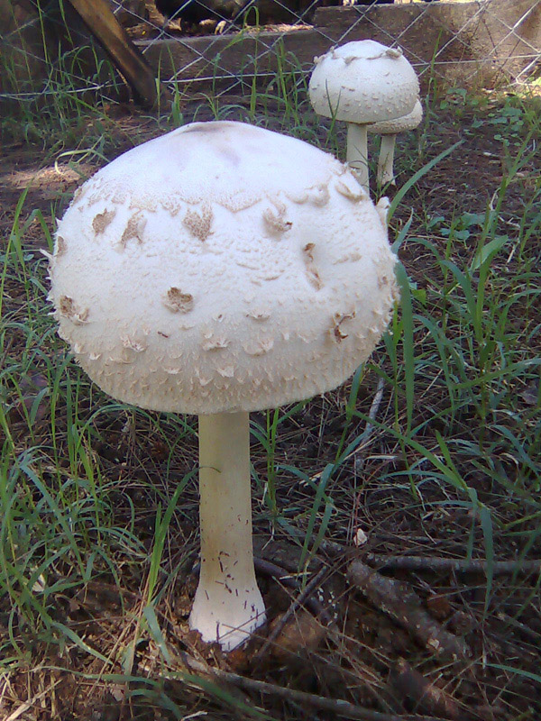 Posible confusión con la especie tóxica Chlorophyllum molybdites. Esta especie no tiene la decoración atigrada del pie de la procera y su esporada en masa es de un color verdoso que se aprecia en las láminas en la madurez.