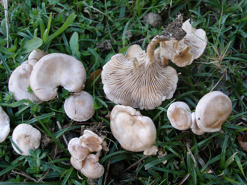 Posible confusión con la especie tóxica Clitocybe rivulosa. Especie de menor porte y mucho más frágil que tiene un sombrero blanquecino, un pie corto y no aparece ligada a la raíz de ninguna planta.