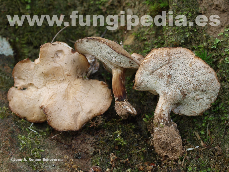 Posible confusión con la especie sin valor Picipes rhizophilus. Se diferencia por su hábitat sobre raíces de gramíneas, sin relación con los quemados.