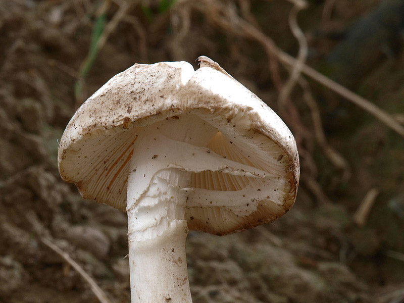 Posible confusión con la especie mortal Amanita verna. El sombrero de la Amanita verna no contiene restos de velo, el margen suele ser liso, sin flecos, con anillo más persistente y volva más pequeña y frágil que en la Amanita ponderosa.
