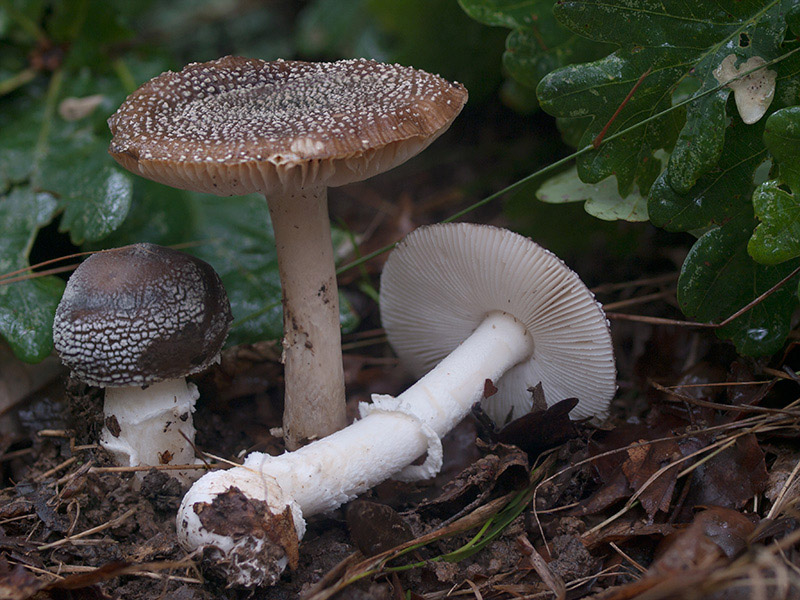 Posible confusión con la especie tóxica Amanita pantherina. La Amanita pantherina,  nunca tiene tonos vinosos, su margen es estriado y el moteado del sombrero es más blanco y definido