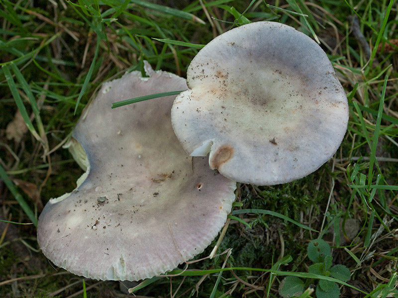 Posible confusión con la especie sin valor Russula ionochlora. Tiene láminas lardáceas, es decir de tacto grasiento, y la carne tiene un sabor ligeramente picante.