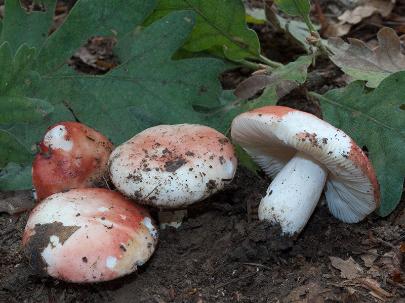 Posible confusión con la especie tóxica Russula nobilis. La variabilidad de color de algunas Russulas puede inducir a confusión, pero el sabor intensamente picante de esta especie nada tiene que ver con el sabor a avellana de la Russula vesca