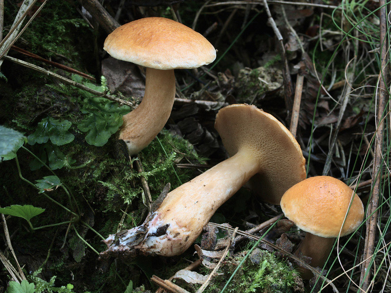 Posible confusión con la especie comestible Suillus bovinus. Es menos viscoso, sus poros son más grandes y de color oliváceo con matiz ocre, además la base del pie suele ser rojiza.