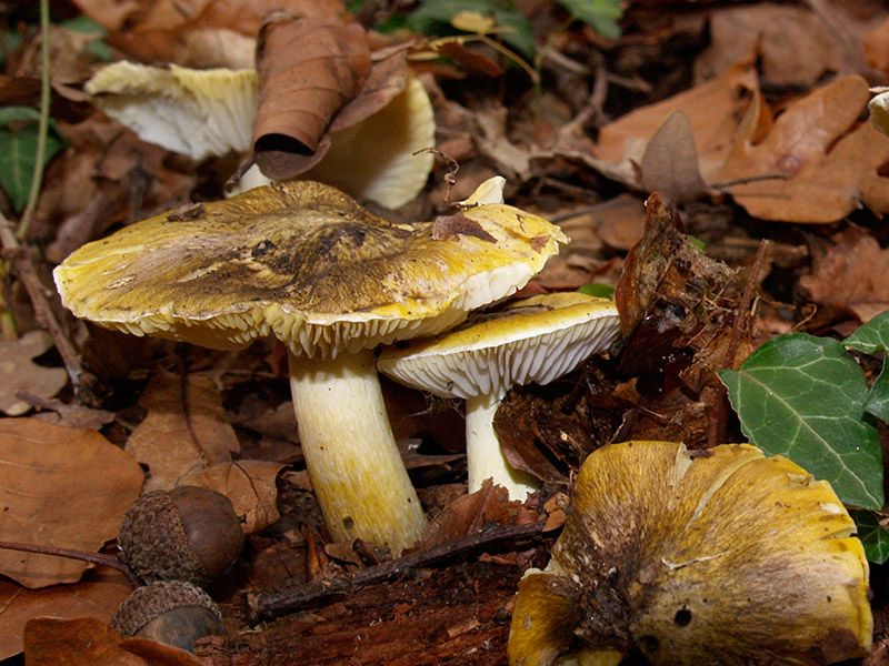 Posible confusión con la especie no comestible Tricholoma sejunctum. Es una confusión muy habitual, para diferenciarlos es preciso observar los tonos verdosos en la cutícula que no aparecen en el portentosum y su mal sabor.