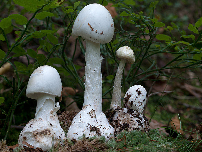 Posible confusión con la especie mortal Amanita virosa. La presencia de volva en la Amanita virosa, ausente en la Amanita vittadini  y la escamosidad presente en todo el basidioma de la Amanita vittadinii son características suficientes para separarlas.