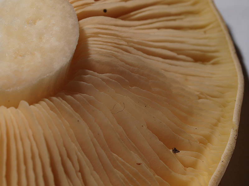 Posible confusión con la especie tóxica Entoloma sinuatum. Sus láminas escotadas que adquieren un color asalmonado en la madurez la diferencian, además no tiene esa zona anular típica de Tricholomella constricta.