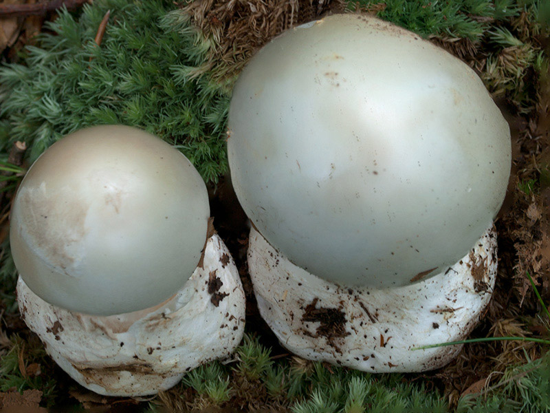Posible confusión con la especie mortal Amanita virosa. Especie más esbelta y de menor porte, con olor viroso característico, y ausencia de escamas poliédricas en el sombrero.