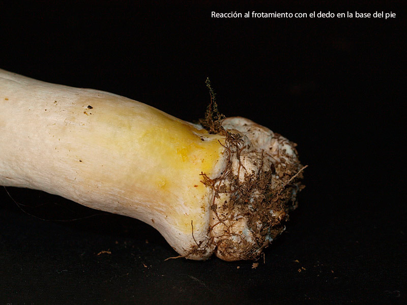 Posible confusión con la especie tóxica Agaricus xanthodermus. Ambas especies amarillean al roce, pero esta también al corte, sobre todo en la base del pie. El olor es de tinta o fenol, no anisado.