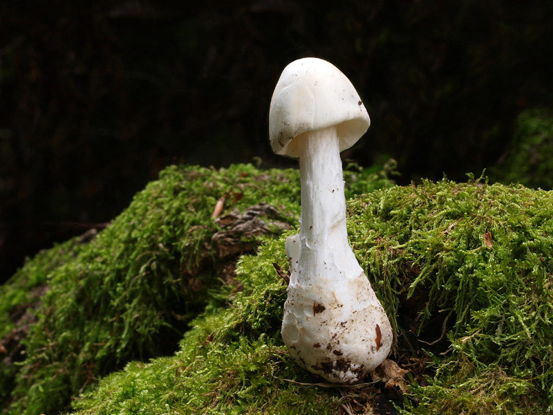 Posible confusión con la especie mortal Amanita virosa. Se pueden encontrar formas blancas de la vaginata confundibles con esta. Fijarse en el olor viroso y la presencia de anillo en el pie.