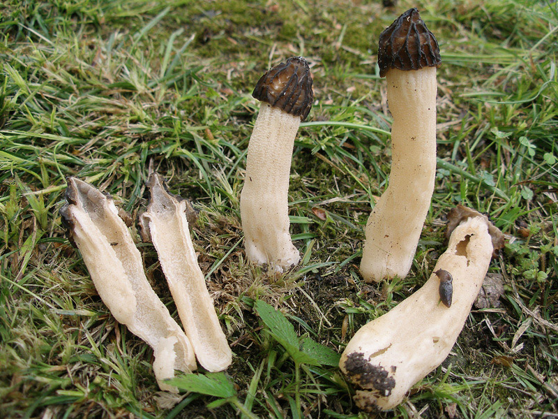 Posible confusión con la especie comestible Morchella semilibera. De gran parecido, podemos diferenciarla porque su sombrero solo está separado del pie en su zona inferior.