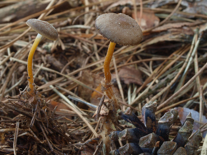 Posible confusión con la especie no comestible Strobilurus tenacellus. Su sabor es amargo en vez de dulce y su sombrero no suele poseer tonos rojizos, por lo demás son especies muy similares.