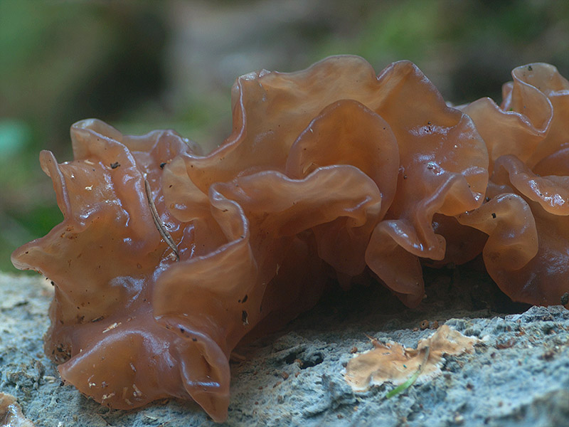 Posible confusión con la especie no comestible Phaeotremella foliacea. De color similar, podemos diferenciarla de la Auricularia por ser más frágil, menos carnosa y por la ausencia de nervaduras en el himenio.