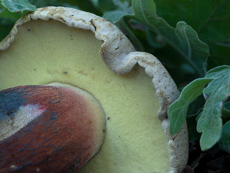 Posible confusión con la especie no comestible Caloboletus calopus. Posee una retícula rojiza en el pie, una consistencia de este mucho menos dura y además es resaltable el sabor marcadamente amargo de su carne.