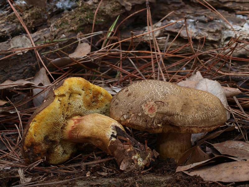 Posible confusión con la especie comestible Xerocomellus chrysenteron. Se trata de una seta común que se destaca por la tendencia de su cutícula a agrietarse y por la por el color se la carne por debajo de esta, que es rojizo. El pie es así mismo rojizo, no bayo.