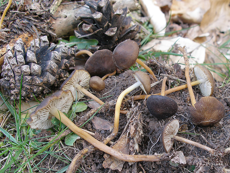 Posible confusión con la especie no comestible Strobilurus tenacellus. La principal diferencia es el sabor amargo de su carne y su hábitat bajo pinos en vez de piceas, nunca adopta tonos grises.