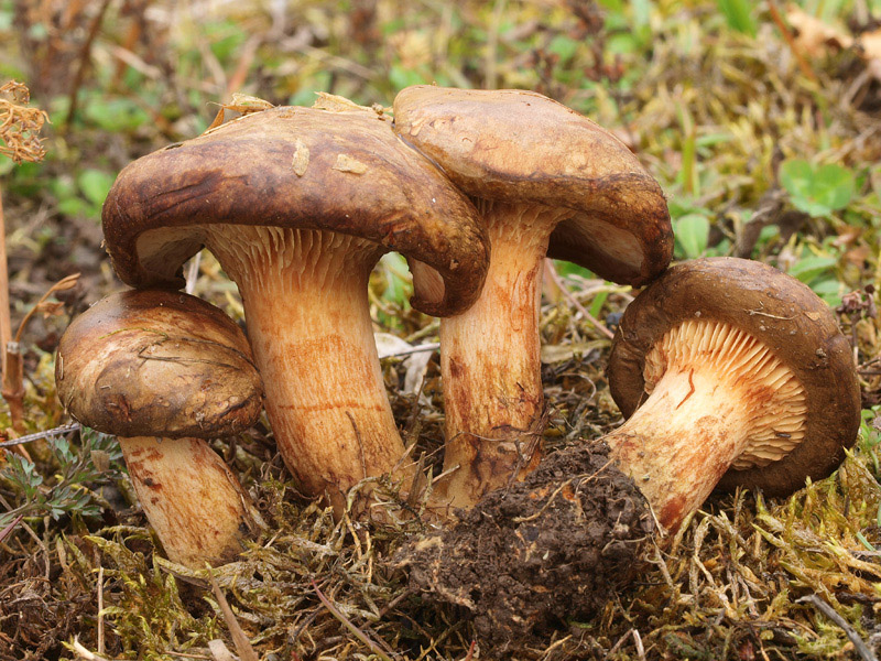 Posible confusión con la especie mortal Paxillus involutus. Superficialmente pueden ser confundidas, pero dando la vuelta a la seta observaremos que posee láminas en lugar de poros.