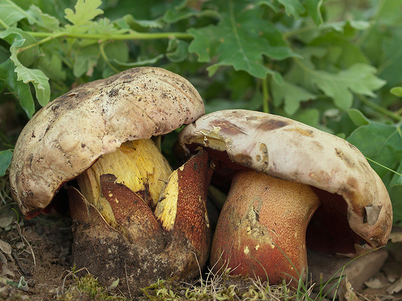 Posible confusión con la especie tóxica Rubroboletus satanas. De color más claro, blanquecino, aspecto más carnoso, no tiene una retícula tan evidente en el pie, azulea de forma más débil y su carne es blanca.