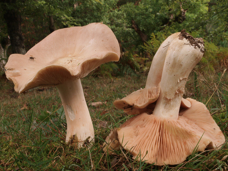Posible confusión con la especie tóxica Entoloma sinuatum. Tiene mayor tamaño y láminas que se vuelven color salmón en lugar de rosadas, es una especie otoñal pero nunca se sabe, precaución.