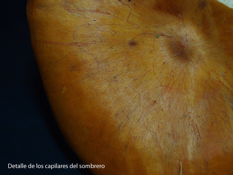 Posible confusión con la especie tóxica Omphalotus olearius. Suele crecer en grupos, tiene un color más anaranjado, posee verdaderas láminas en lugar de pliegues y su pie suele ser más alargado.