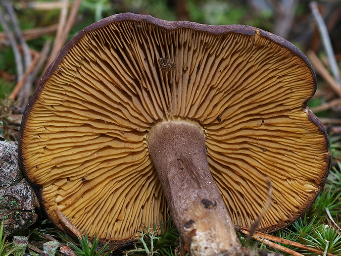 Posible confusión con la especie sin valor Calocybe onychina. Se diferencian por el color amarillo de las láminas que en Calocybe ionides son blancas.