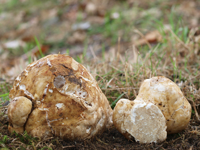 Posible confusión con la especie tóxica Choiromyces meandriformis. Especie de hábitat amplio que no fructifica bajo jaras y de mayor tamaño, su himenio es ampliamente intervenado asemejando  a los meandros.