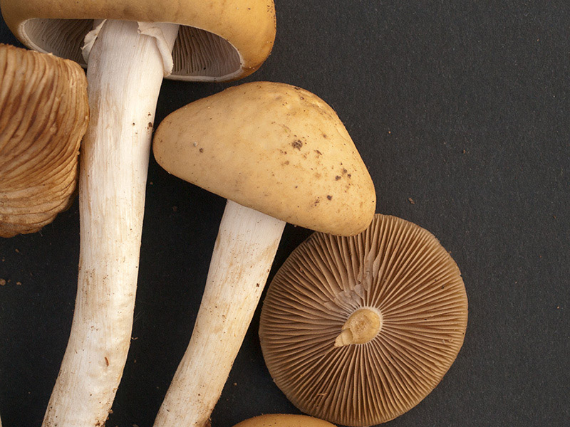 Posible confusión con la especie sin valor Agrocybe praecox. Fructifica en primavera sobre la tierra, no es lignícola, es gregaria pero no fasciculada y sus láminas en la vejez adoptan reflejos violáceos.