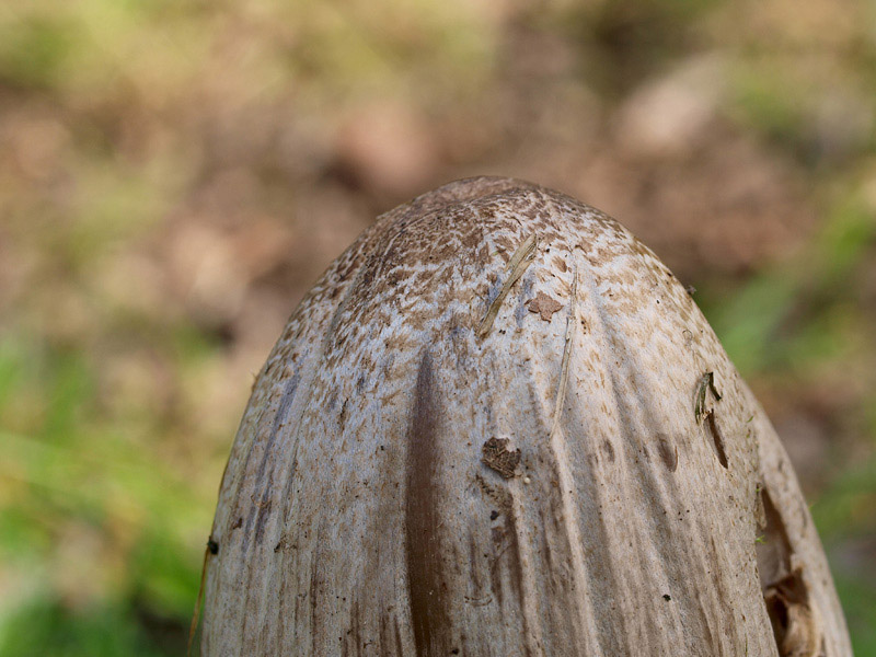 Posible confusión con la especie tóxica Coprinopsis atramentaria. La ausencia de escamas lanosas en el sombrero de esta especie la diferencia con exactitud, además carece del típico casquete del ápice que muestra el Coprinus comatus.