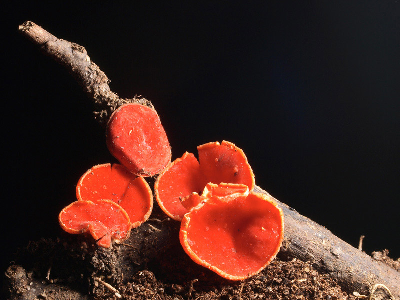Posible confusión con la especie sin valor Sarcoscypha coccinea. Esta especie aparece con el deshielo y es de un bello color rojo escarlata en su parte interna, no es anaranjada.