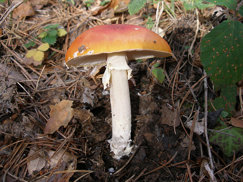 Posible confusión con la especie tóxica Amanita muscaria var. aureola. Se diferencia por tener tanto el pie como las láminas de color blanco en lugar de amarillo así como por su volva no envolvente.