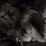 Avatar de maribel morales