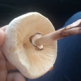 Avatar de Taylete Lopez