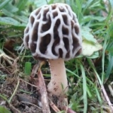 Avatar de Jon Joseba Arnedo