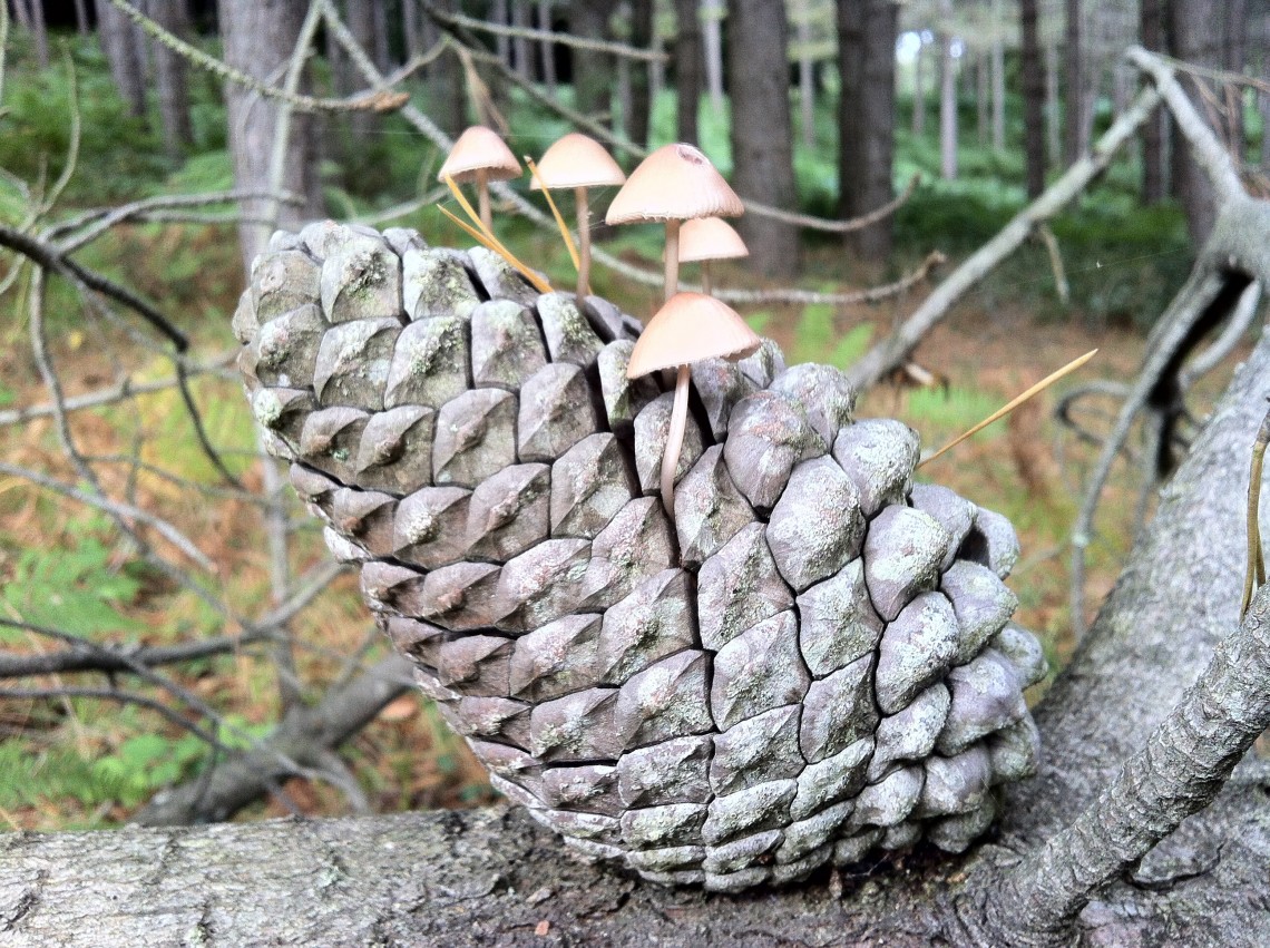 Javier sadaba etxabarri