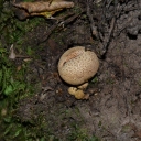 En verano tambien hay setas