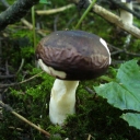 Hongos Cd de México