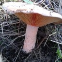 Setas en o salnes,arousa,pontevedra.