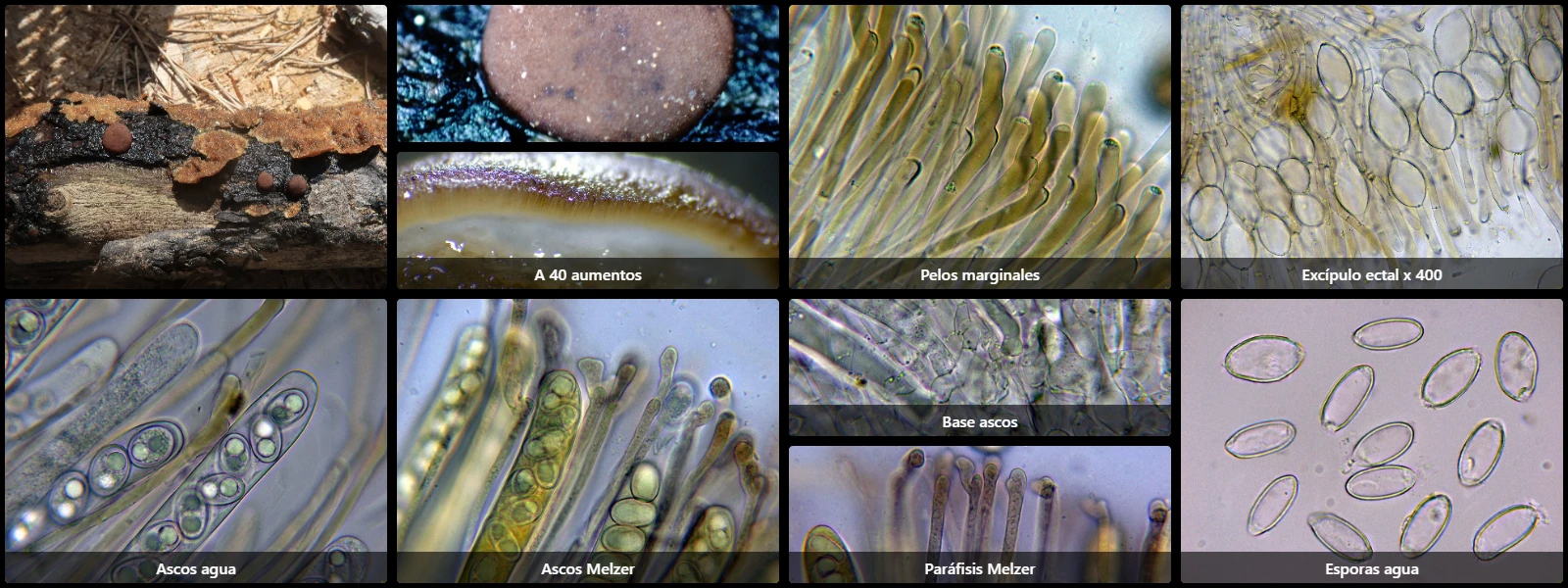 Adelphella babingtonii