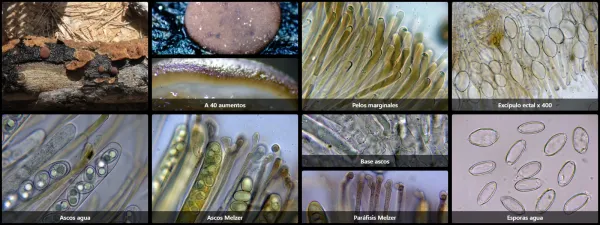 Adelphella babingtonii