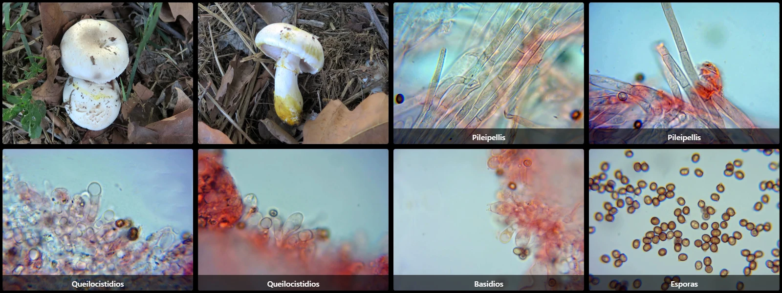 Agaricus xanthodermus