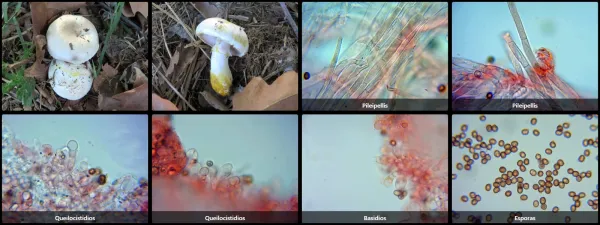 Agaricus xanthodermus