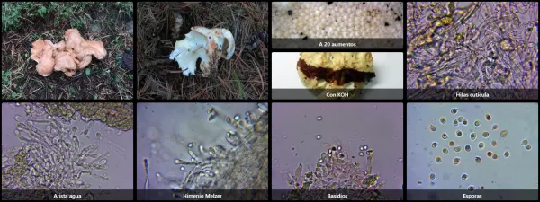 Microscopía de Albatrellopsis confluens