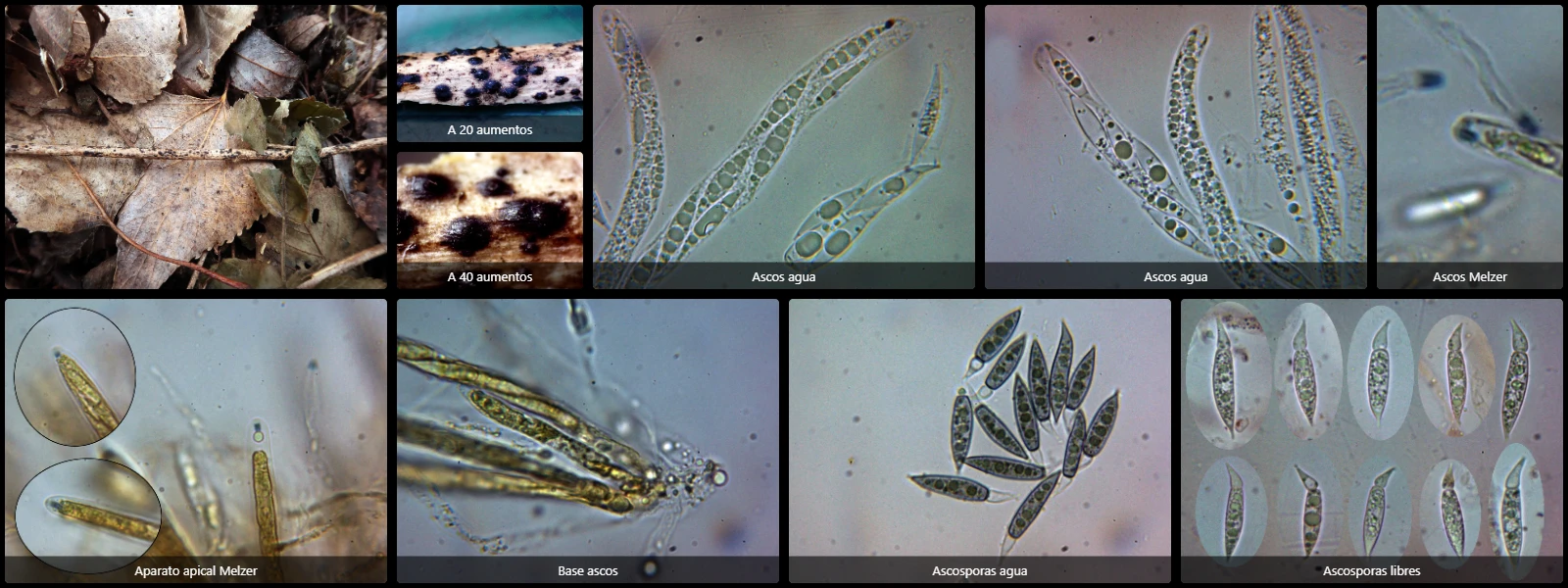 Alloanthostomella rubicola