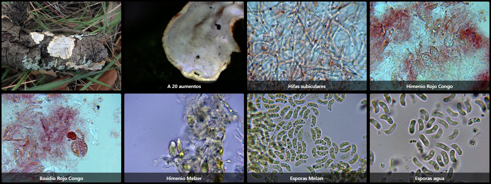 Alloexidiopsis calcea